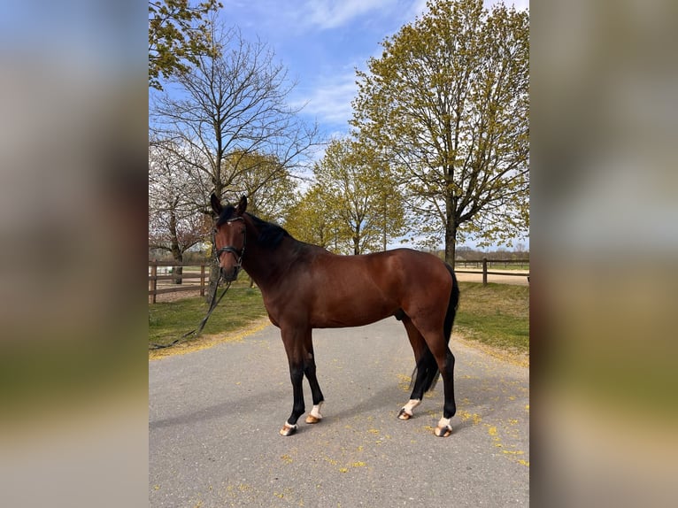 Westfale Wallach 4 Jahre 168 cm Brauner in Greven