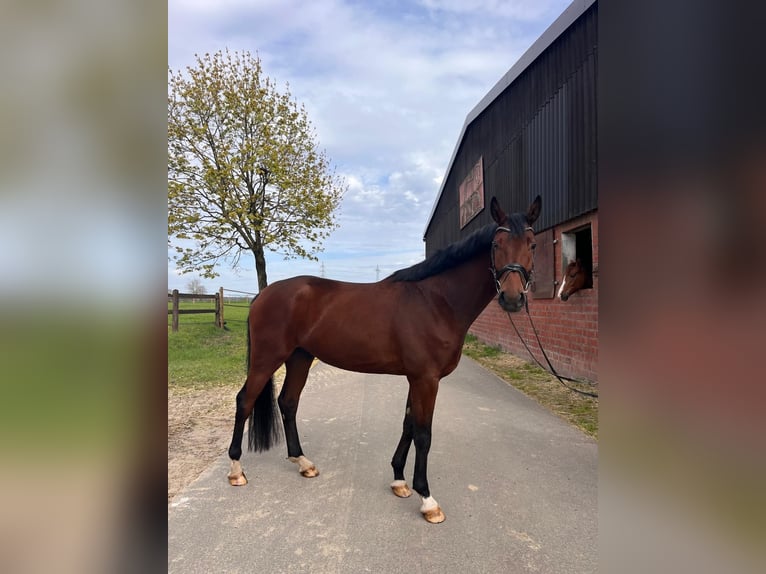 Westfale Wallach 4 Jahre 168 cm Brauner in Greven