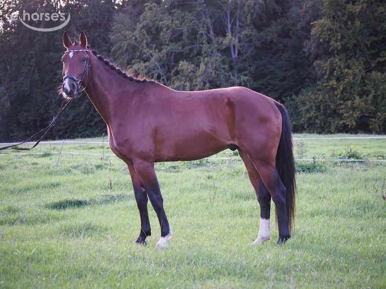 Westfale Wallach 4 Jahre 168 cm Brauner in Marienheide