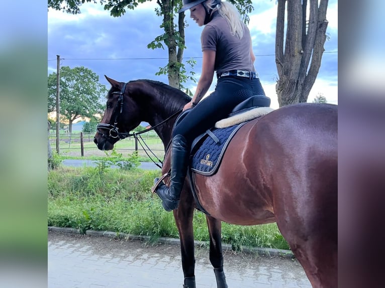 Westfale Wallach 4 Jahre 168 cm Brauner in Schermbeck