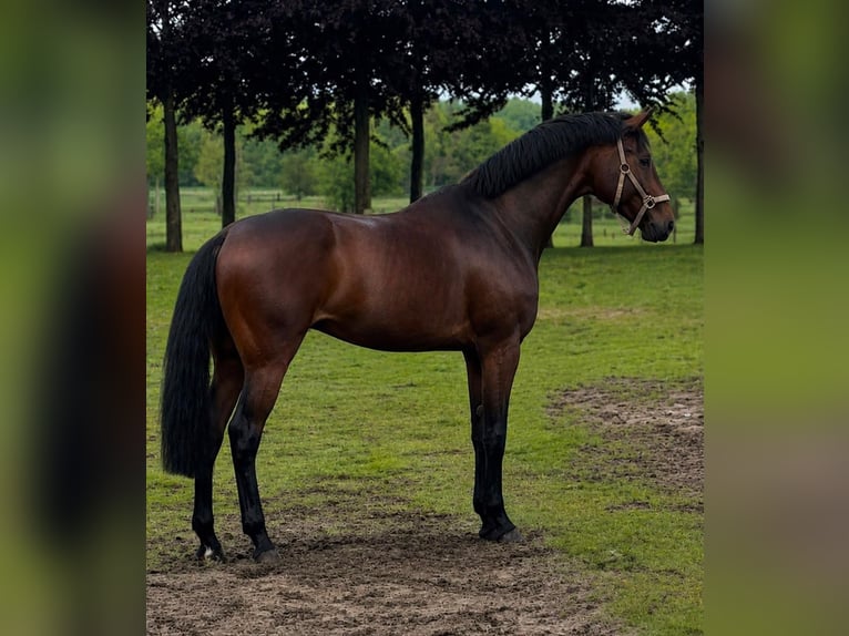 Westfale Wallach 4 Jahre 168 cm Brauner in Schermbeck