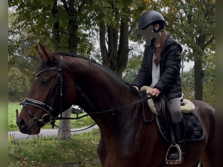 Westfale Wallach 4 Jahre 168 cm Brauner in Schermbeck