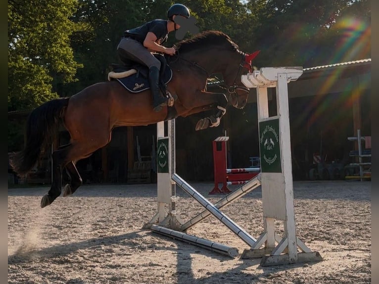 Westfale Wallach 4 Jahre 168 cm Brauner in Schermbeck