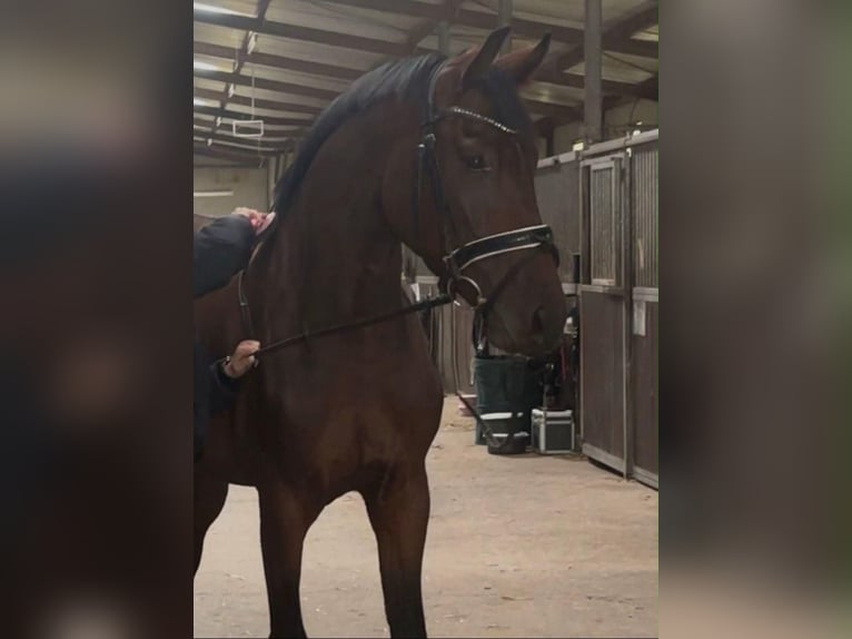 Westfale Wallach 4 Jahre 168 cm Brauner in Schermbeck