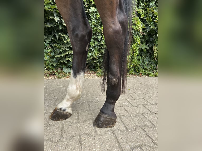 Westfale Wallach 4 Jahre 168 cm Brauner in Rees