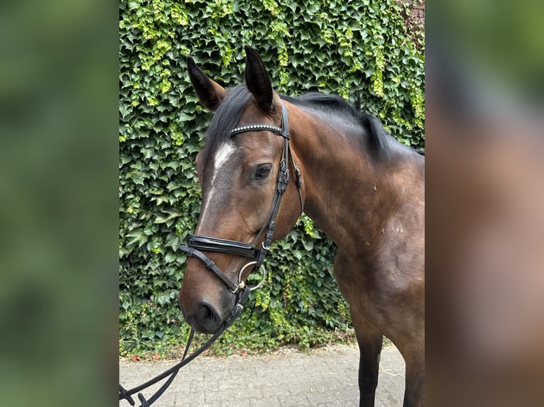 Westfale Wallach 4 Jahre 168 cm Brauner in Rees