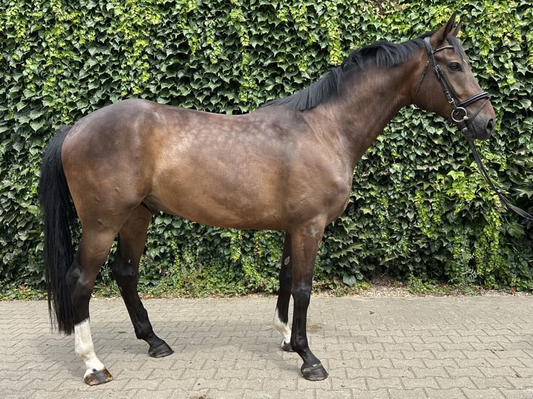 Westfale Wallach 4 Jahre 168 cm Brauner in Rees