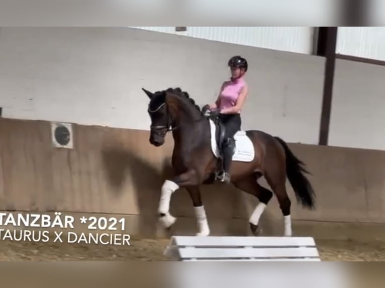 Westfale Wallach 4 Jahre 168 cm Dunkelbrauner in Bielefeld