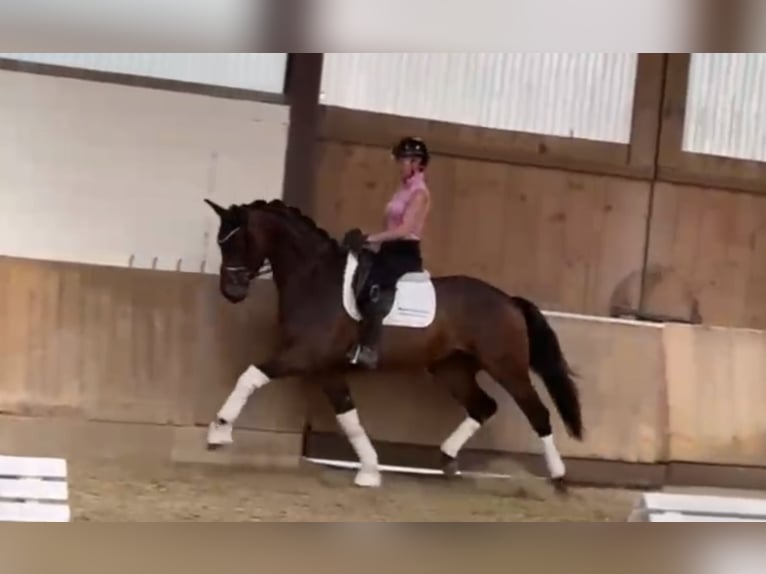 Westfale Wallach 4 Jahre 168 cm Dunkelbrauner in Bielefeld