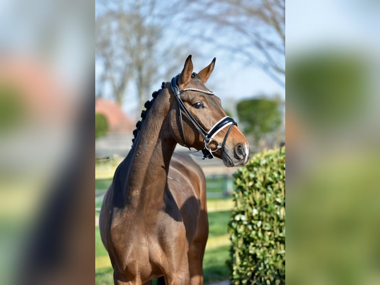 Westfale Wallach 4 Jahre 168 cm Dunkelbrauner in Vechta