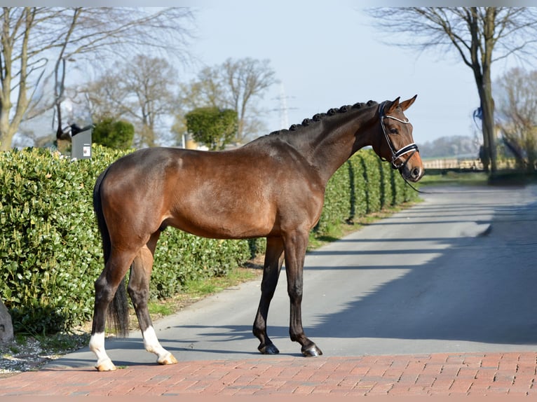 Westfale Wallach 4 Jahre 168 cm Dunkelbrauner in Vechta