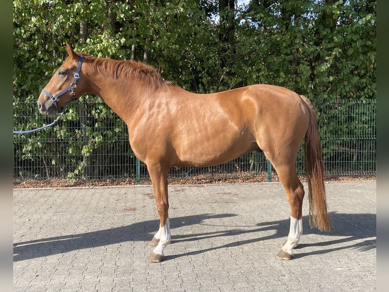 Westfale Wallach 4 Jahre 168 cm Dunkelfuchs in Verl