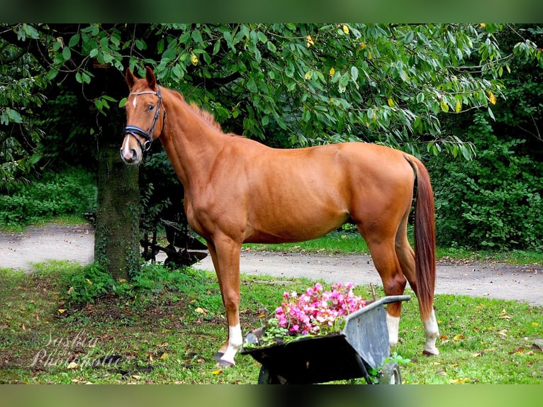 Westfale Wallach 4 Jahre 168 cm Dunkelfuchs in Wesel