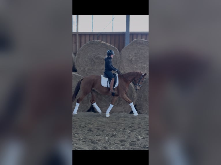 Westfale Wallach 4 Jahre 168 cm Dunkelfuchs in Wesel
