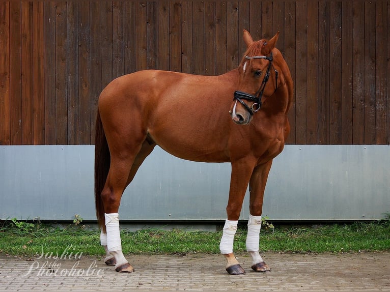 Westfale Wallach 4 Jahre 168 cm Dunkelfuchs in Wesel