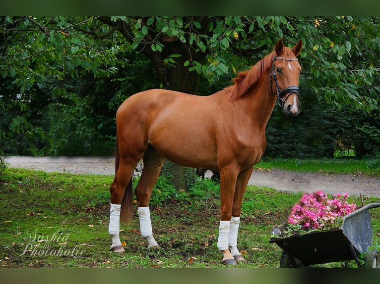 Westfale Wallach 4 Jahre 168 cm Dunkelfuchs in Wesel
