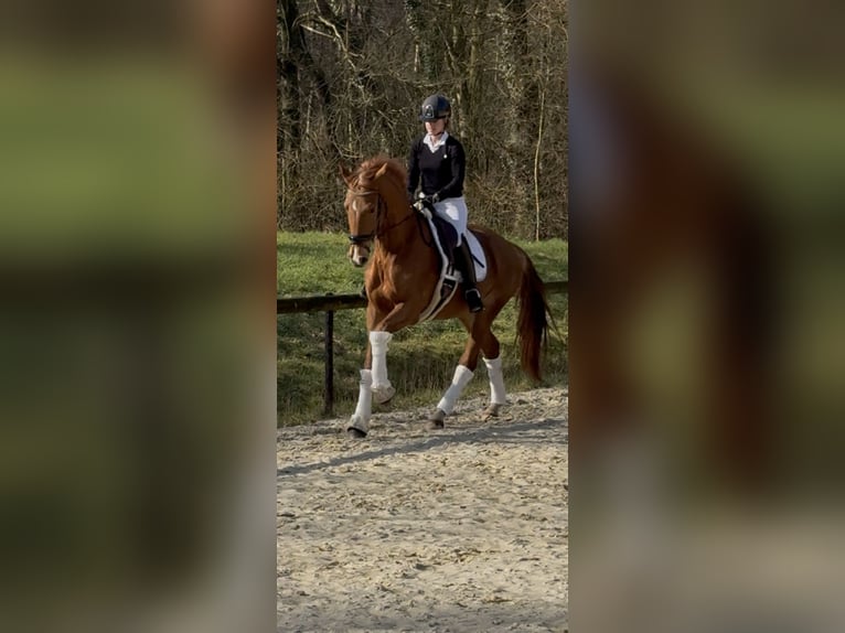 Westfale Wallach 4 Jahre 168 cm Dunkelfuchs in Wesel