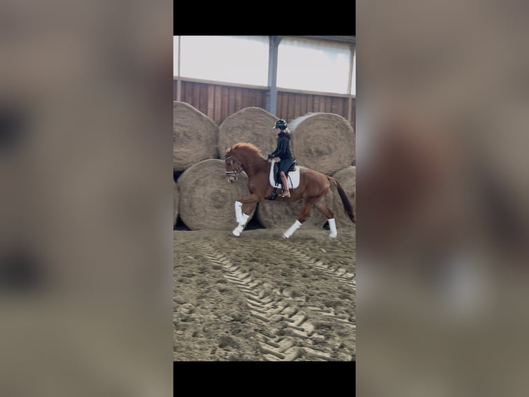 Westfale Wallach 4 Jahre 168 cm Dunkelfuchs in Wesel
