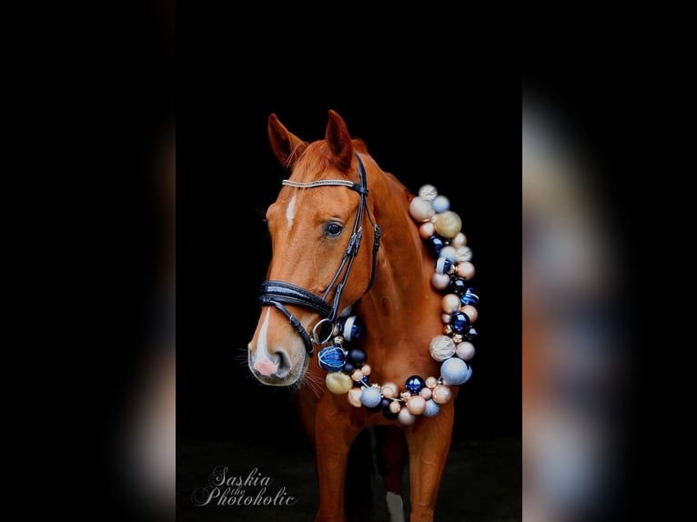 Westfale Wallach 4 Jahre 168 cm Dunkelfuchs in Wesel
