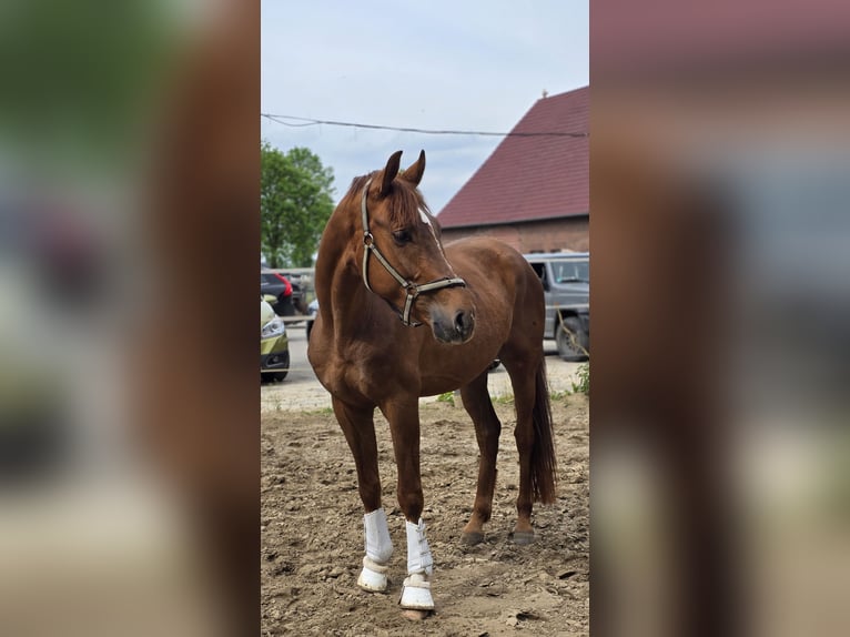 Westfale Wallach 4 Jahre 168 cm Fuchs in Ahlen