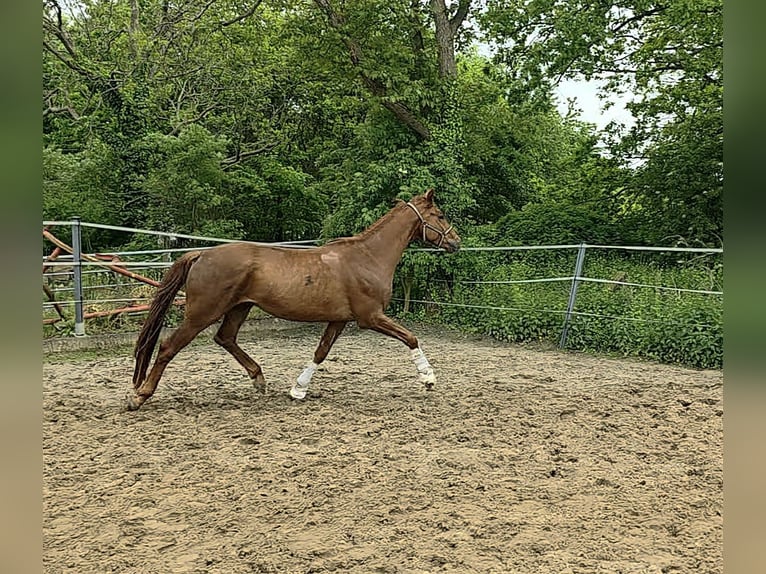 Westfale Wallach 4 Jahre 168 cm Fuchs in Ahlen