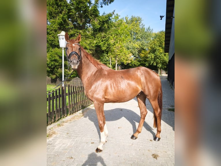 Westfale Wallach 4 Jahre 168 cm Fuchs in Ahlen