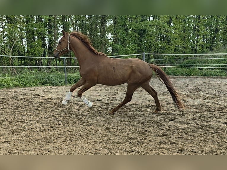 Westfale Wallach 4 Jahre 168 cm Fuchs in Ahlen
