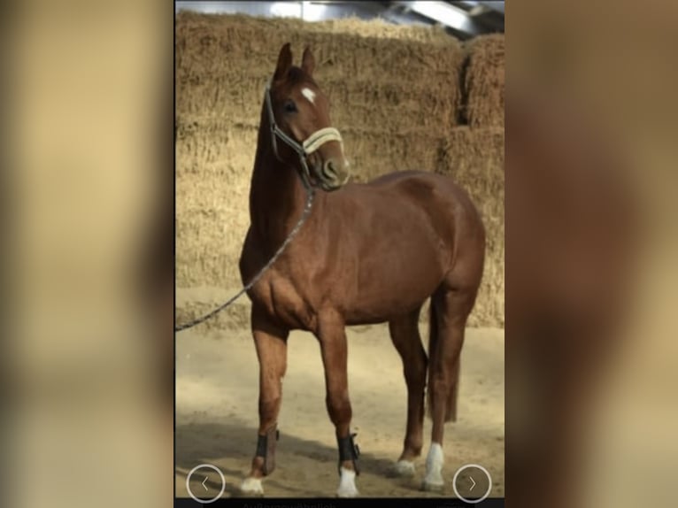 Westfale Wallach 4 Jahre 168 cm Fuchs in Gummersbach