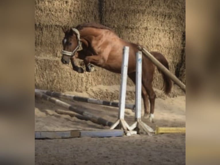 Westfale Wallach 4 Jahre 168 cm Fuchs in Gummersbach