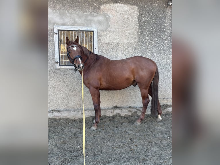 Westfale Wallach 4 Jahre 168 cm Fuchs in Büren