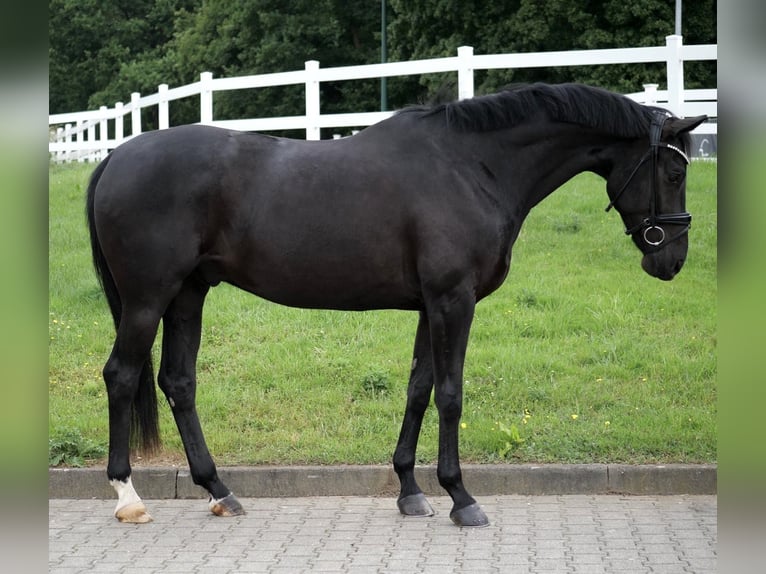 Westfale Wallach 4 Jahre 168 cm Rappe in Duisburg