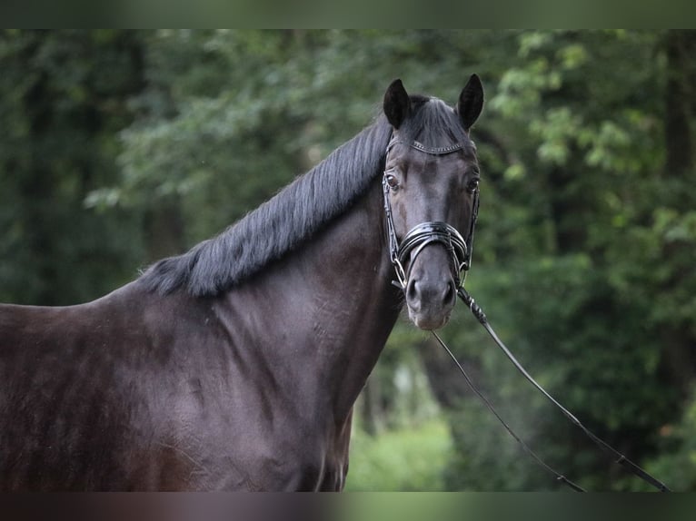 Westfale Wallach 4 Jahre 168 cm Rappe in Wuppertal