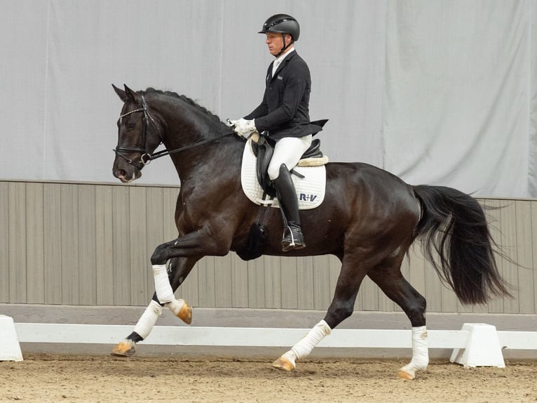 Westfale Wallach 4 Jahre 168 cm Schwarzbrauner in Münster-Handorf