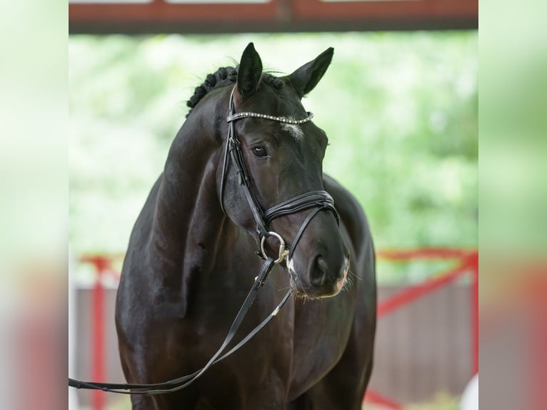 Westfale Wallach 4 Jahre 168 cm Schwarzbrauner in Münster-Handorf