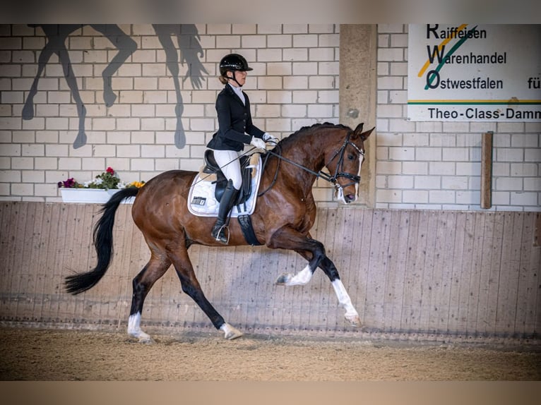 Westfale Wallach 4 Jahre 169 cm Brauner in Sassenberg