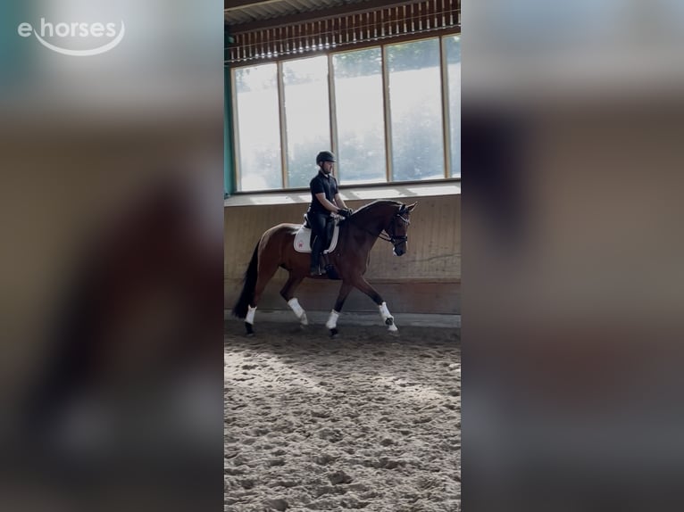 Westfale Wallach 4 Jahre 169 cm Brauner in Ibbenbüren