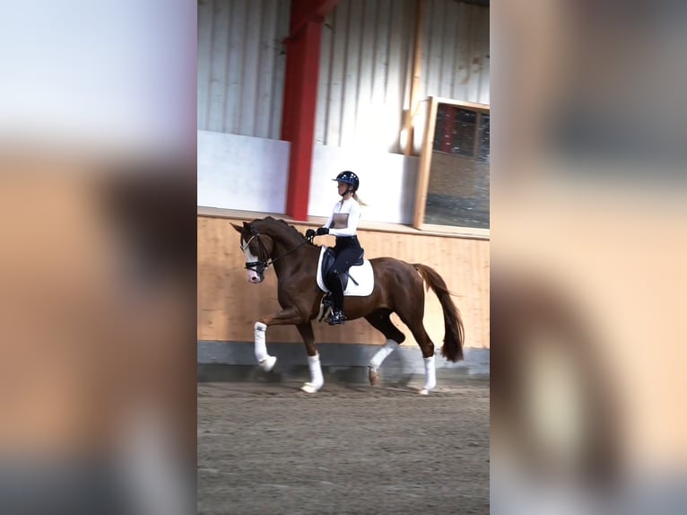 Westfale Wallach 4 Jahre 169 cm Dunkelfuchs in Hohenfelde