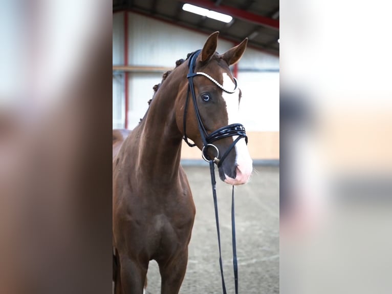 Westfale Wallach 4 Jahre 169 cm Dunkelfuchs in Hohenfelde