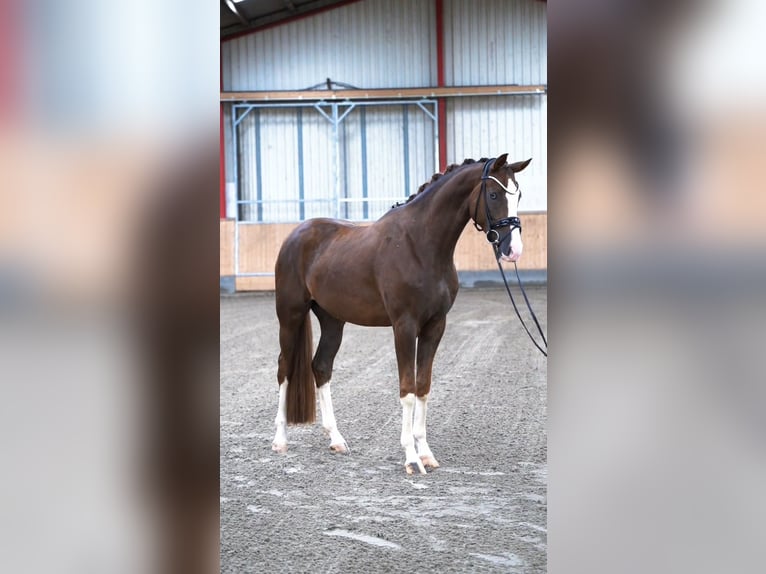 Westfale Wallach 4 Jahre 169 cm Dunkelfuchs in Hohenfelde
