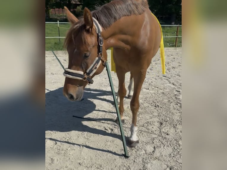 Westfale Wallach 4 Jahre 169 cm Fuchs in Helvesiek