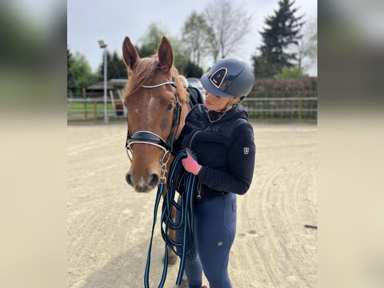 Westfale Wallach 4 Jahre 169 cm Fuchs in Helvesiek