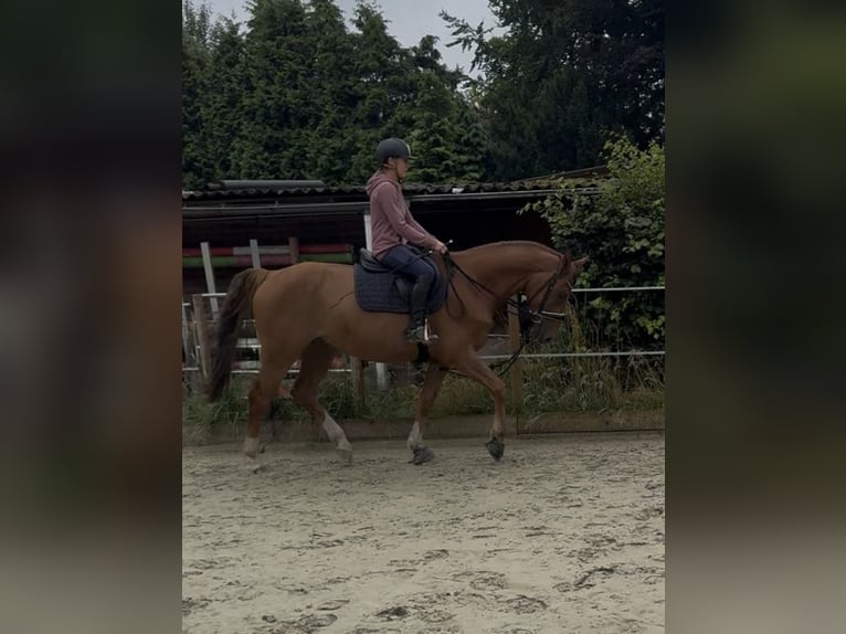 Westfale Wallach 4 Jahre 169 cm Fuchs in Helvesiek