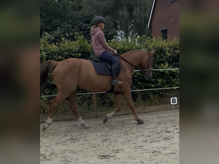 Westfale Wallach 4 Jahre 169 cm Fuchs in Helvesiek
