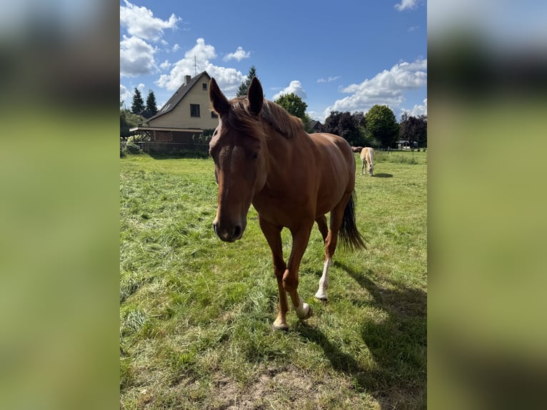 Westfale Wallach 4 Jahre 169 cm Fuchs in Helvesiek