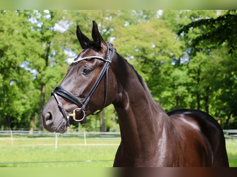 Westfale Wallach 4 Jahre 169 cm Rappe in Recke, bei Osnabr&#xFC;ck