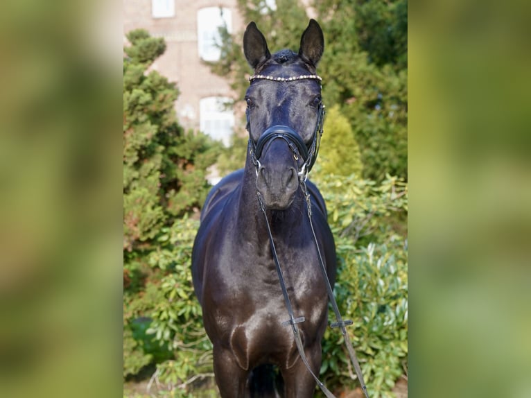 Westfale Wallach 4 Jahre 169 cm Rappe in Paderborn