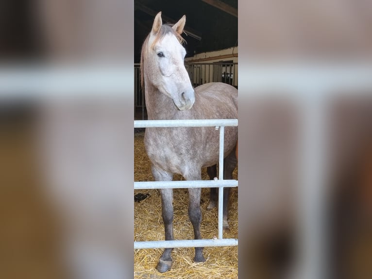 Westfale Wallach 4 Jahre 169 cm Schimmel in Dornburg