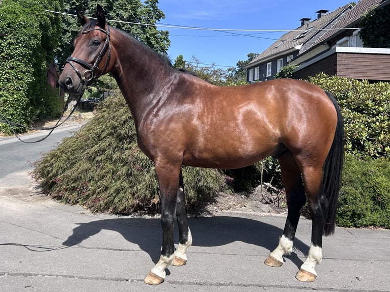 Westfale Wallach 4 Jahre 170 cm Brauner in Remscheid