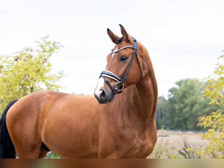 Westfale Wallach 4 Jahre 170 cm Brauner in Lehrberg