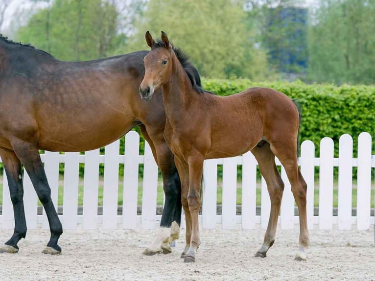 Westfale Wallach 4 Jahre 170 cm Brauner in Lüneburg